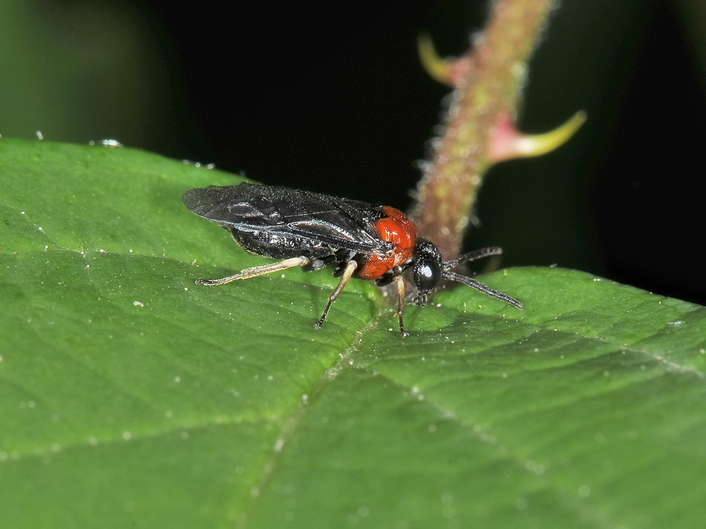 Eutomostethus ephippium?